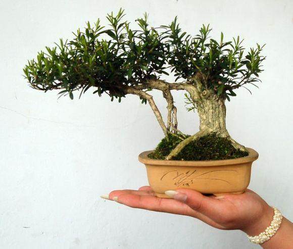 76岁老人痴迷书法盆景创作30年