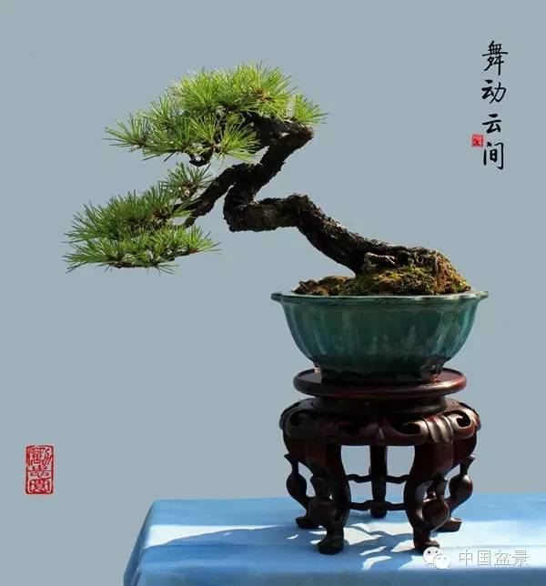 欣赏张志刚金奖小品盆景《舞动云间》