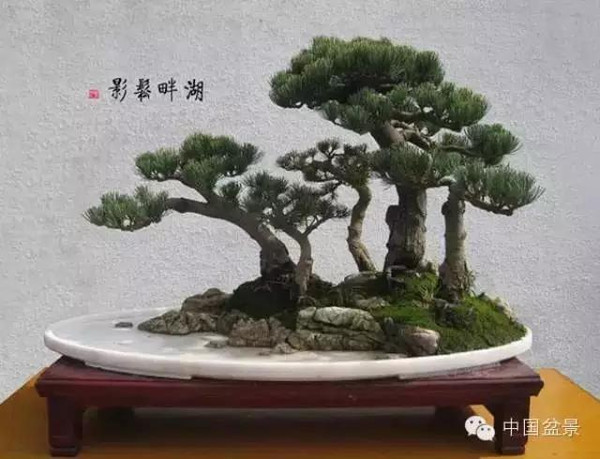 欣赏张志刚金奖小品盆景《舞动云间》