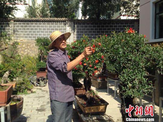 西宁一收藏达人花费80万收藏100盆盆景