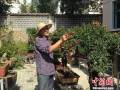 西宁一收藏达人花费80万收藏100盆盆景