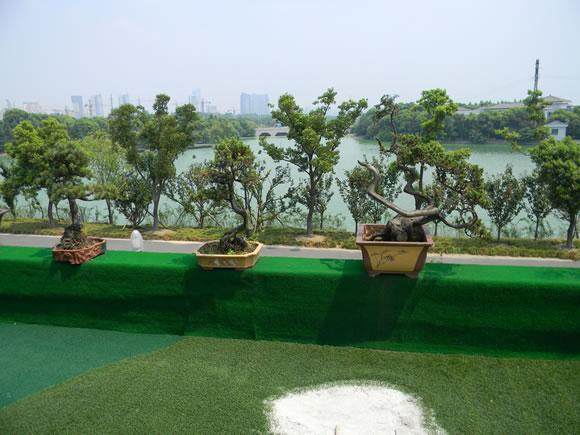 2015 江门江海区 首届盆景展销会