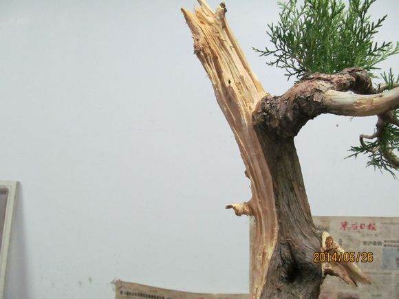 柏树盆景怎么镂空丝雕的方法