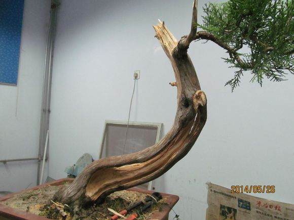 柏树盆景怎么镂空丝雕的方法