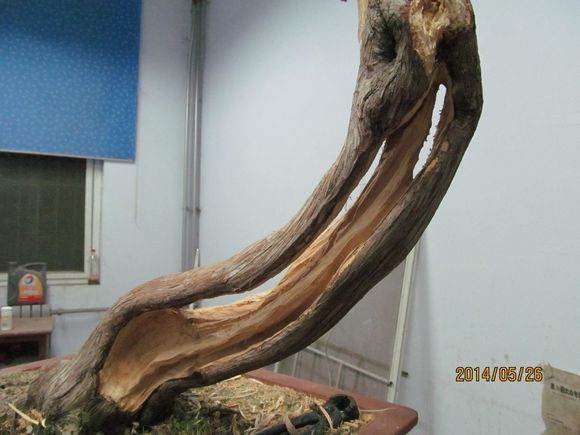 柏树盆景怎么镂空丝雕的方法