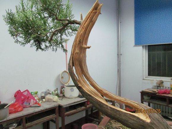 柏树盆景怎么镂空丝雕的方法