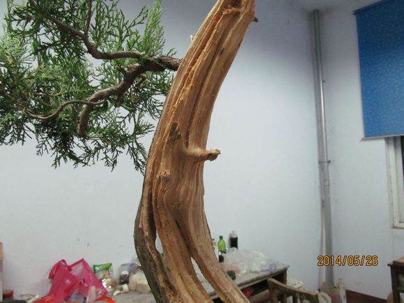 柏树盆景怎么镂空丝雕的方法