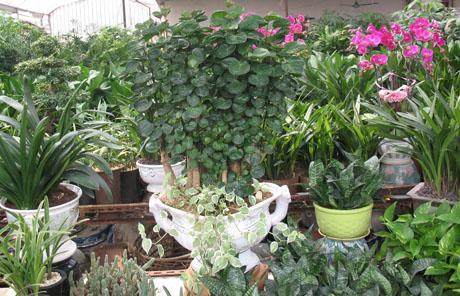 家庭养花怎样选用盆景花盆