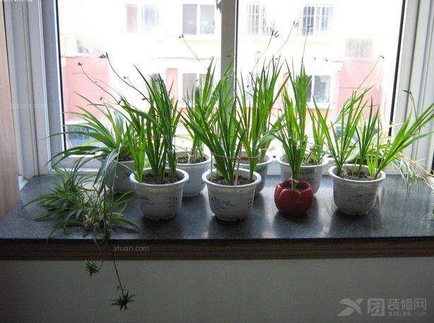 急问适合家庭室内的盆栽植物花卉？