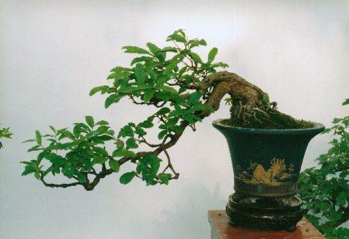 人工培育灵芝盆景美化家庭（图）