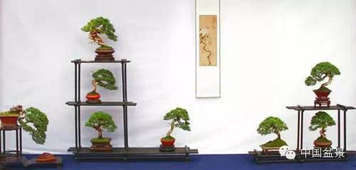 第二届全国网络会员小型微型盆景精品展作品欣赏