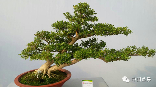 第二届全国网络会员小型微型盆景精品展作品欣赏