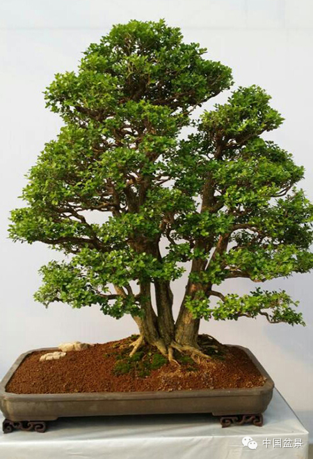 第二届全国网络会员小型微型盆景精品展作品欣赏