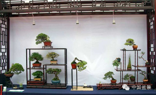 第二届全国网络会员小型微型盆景精品展作品欣赏