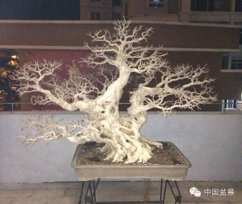 第二届全国网络会员小型微型盆景精品展作品欣赏