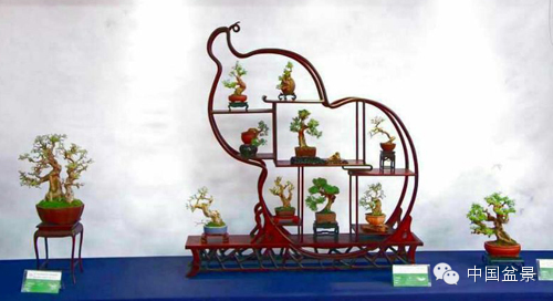 第二届全国网络会员小型微型盆景精品展作品欣赏