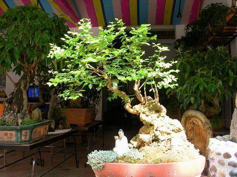 互联网+盆景 泸州小伙生意走红