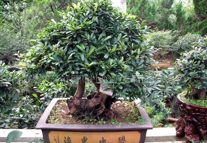 云南大理将于2016年2月举办首届盆景展