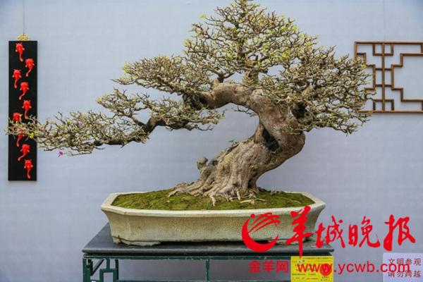 到中山纪念堂欣赏2015年国际盆景大会