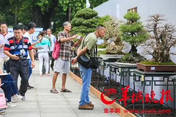 到中山纪念堂欣赏2015年国际盆景大会