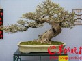 到中山纪念堂欣赏2015年国际盆景大会