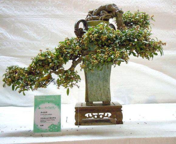 逾千名国内外盆景爱好者齐聚 探讨岭南盆景转型