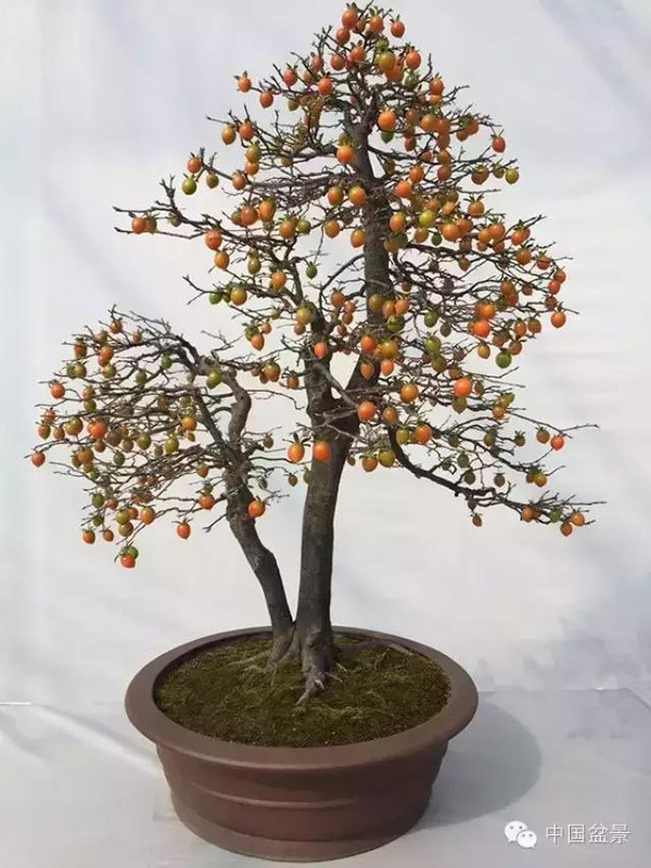 2015中国沭阳花木盆景节于9月28日至10月7日举办