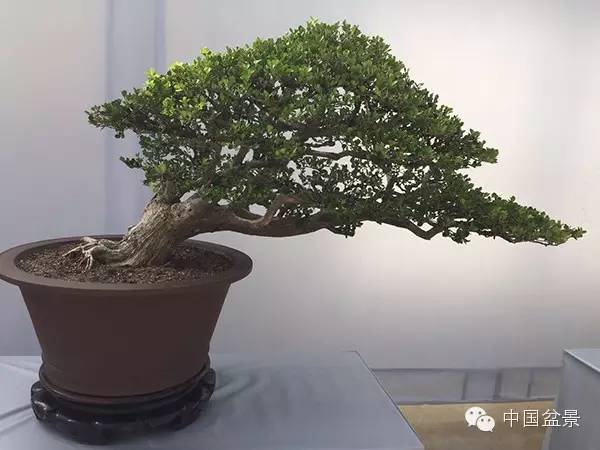 2015中国沭阳花木盆景节于9月28日至10月7日举办