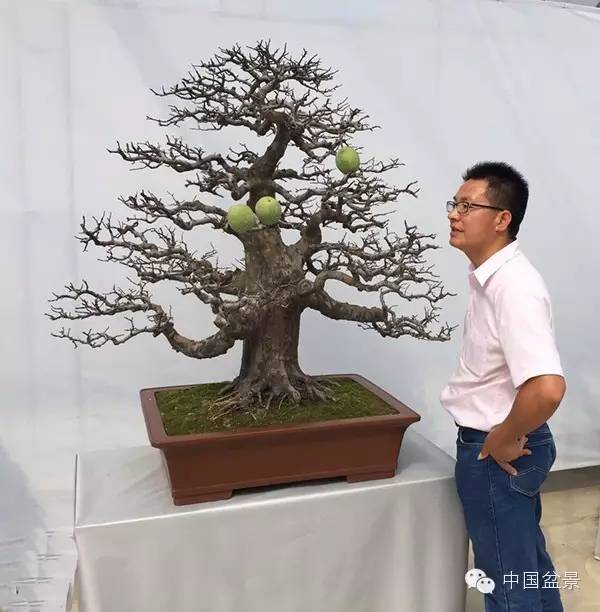 2015中国沭阳花木盆景节于9月28日至10月7日举办