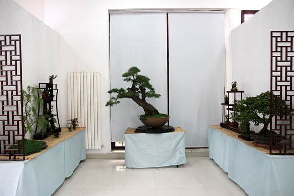 国庆郑州碧沙岗“返璞归真” 百余盆景妆点公园