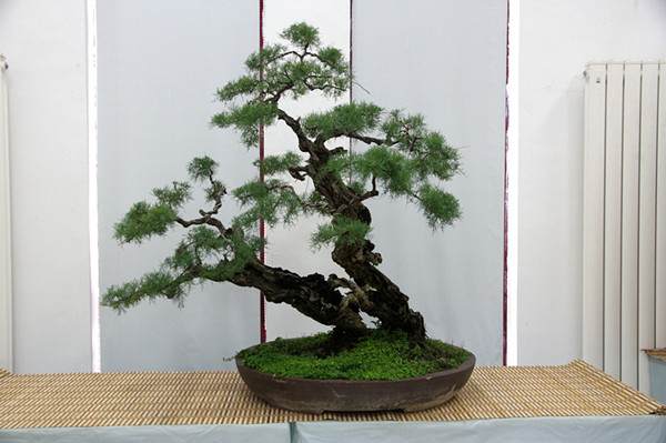 国庆郑州碧沙岗“返璞归真” 百余盆景妆点公园