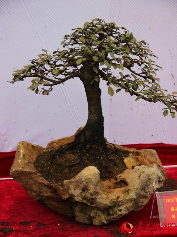 贵州遵义2015国庆盆景展开展