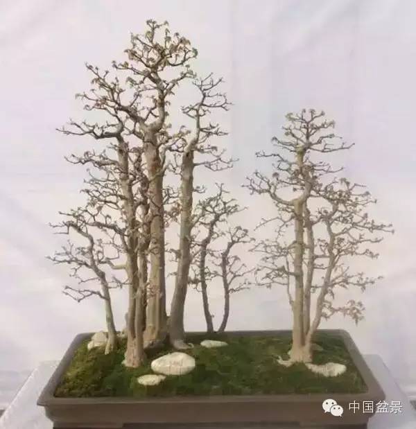 首届中国盆景制作比赛掠影