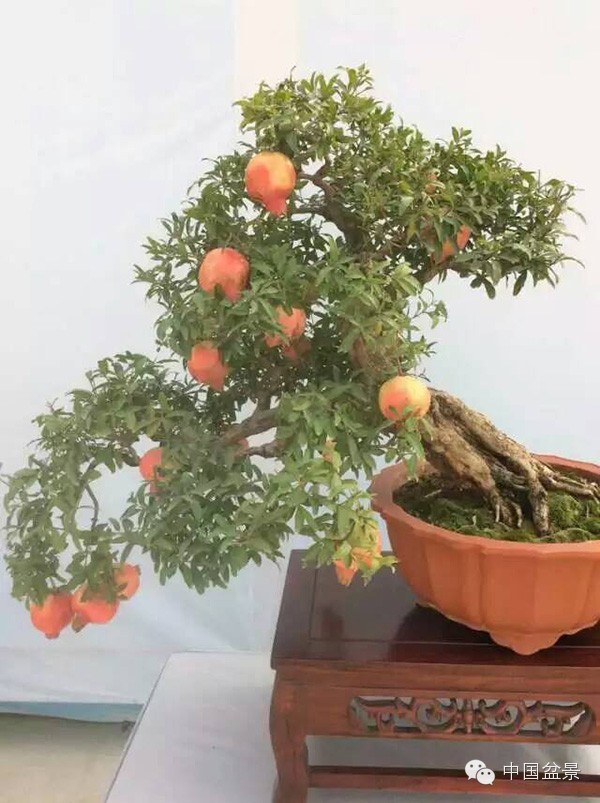 首届中国盆景制作比赛掠影