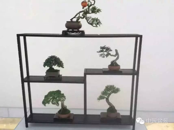 首届中国盆景制作比赛掠影