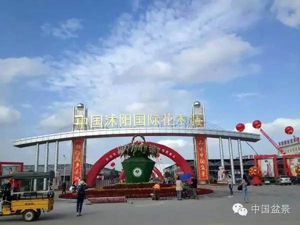 首届中国盆景制作比赛掠影