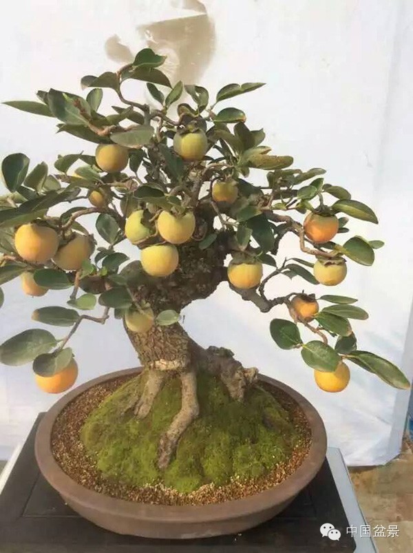 首届中国盆景制作比赛掠影