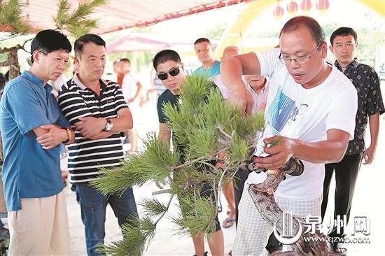 昨日上午,清源山下的花博园里,来自泉州盆景赏石协会的成员们现场比赛制作盆景,他们中的佼佼者将代表泉州参加即将在江苏举办的首届中国盆景制作比赛。据悉,我市的盆景历来佳作颇多,入选全国性展览的不在少数,许多盆景爱好者通过种养盆景陶冶情操收获快乐。图为选手正满头大汗地“雕塑”盆景,观者则饶有兴致地旁观。