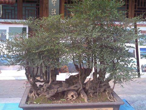 镇江社区举办迎国庆盆景艺术讲座