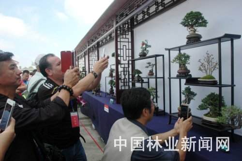 第三届全国网络会员盆景精品展