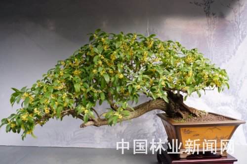 苏州园林盆景与颐和园皇家园林文化展