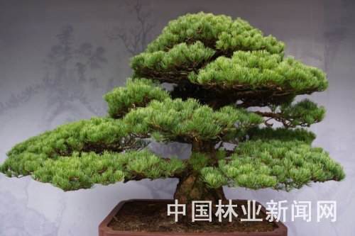 苏州园林盆景与颐和园皇家园林文化展