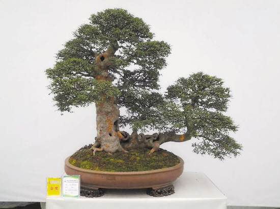 制作盆景谁最牛?台州人拿了全国金奖