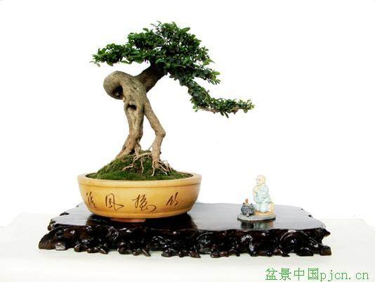 三门亭旁镇下路朱村频繁发生盆景被盗事件