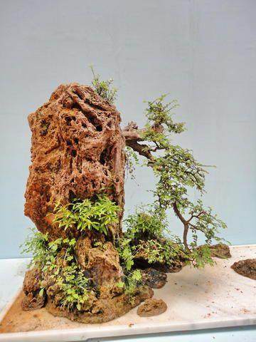 镇江花卉盆景讲座 倡导绿色生态