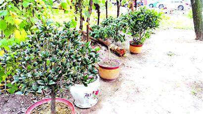 门口摆盆景 一夜没了影