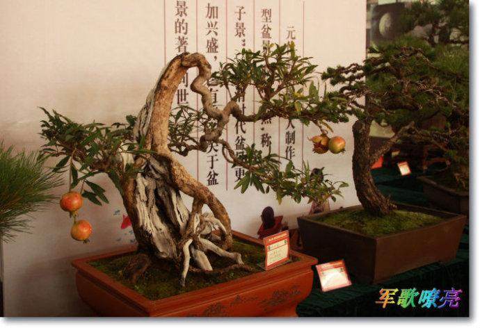 重庆盆景协会参加中国盆景制作比赛