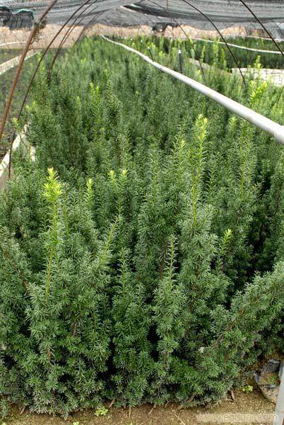 曼地亚红豆杉在重庆市种植获得成功