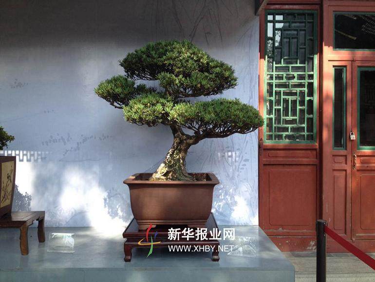 苏派盆景精彩亮相颐和园