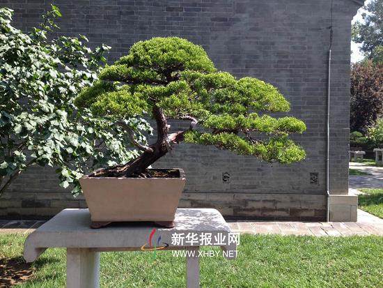 苏派盆景精彩亮相颐和园